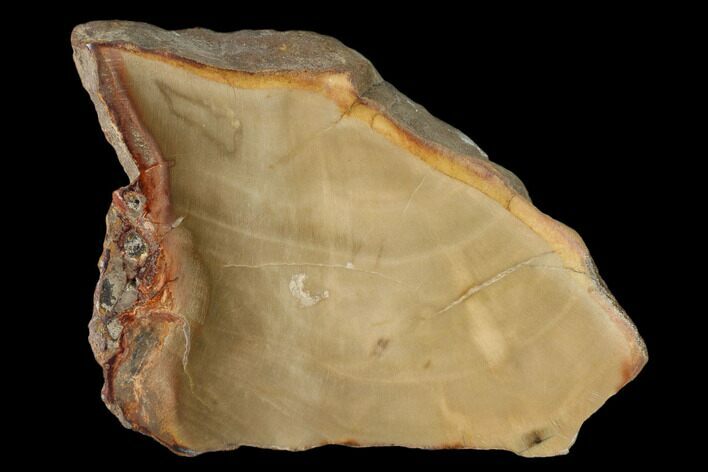 Petrified Wood (Araucaria) Slab - Madagascar #139573
